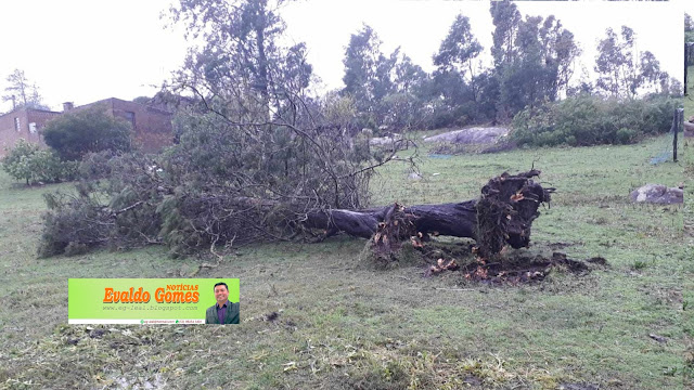 Árvores cairam durante o ciclone, no bairro dos Teixeiras em Canguçu